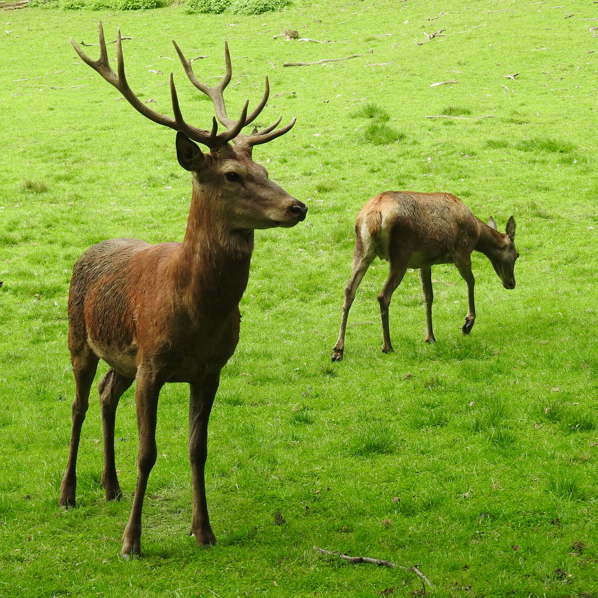 ROTWILD-PAAR IN DILLENBURG-DONSBACH
Ein prchtiger Zehnender mit einer seiner  ladies  am8.9.2017 im WILDPARK DONSBACH/bei DILLENBURG-
hier lassen sich die Wildtiere des heimischen Waldes wunderbar beobachten.....