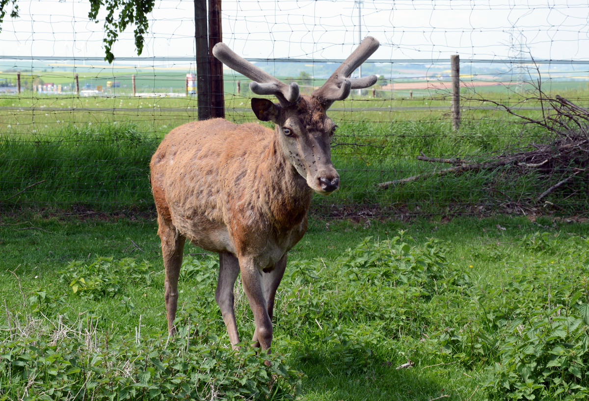 Rotwildhirsch im Hochwildpark Rheinland - 10.05.2015