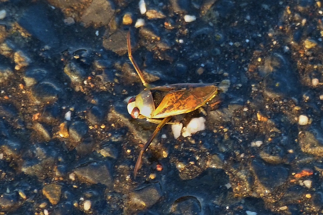 Rckenschwimmer, in einer Wasserpftze beim Entleeren einer Viehtrnke aufgenommen. 09.2020
