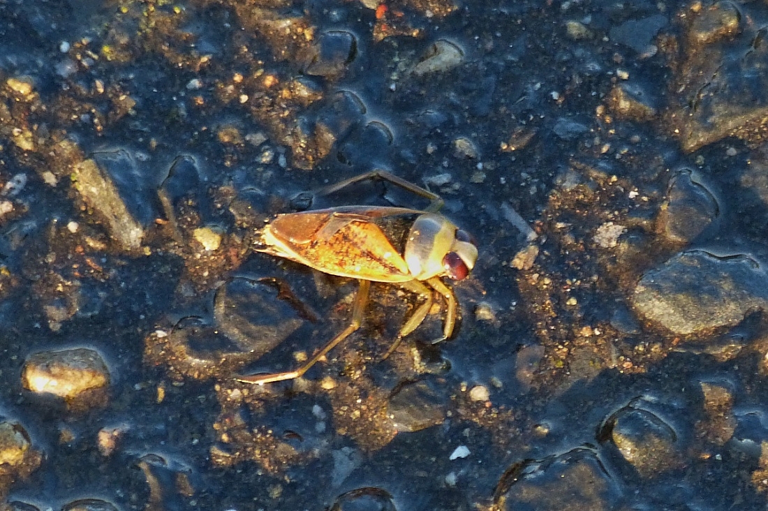 Rckenschwimmer, in einer Wasserpftze beim Entleeren einer Viehtrnke aufgenommen. 09.2020
