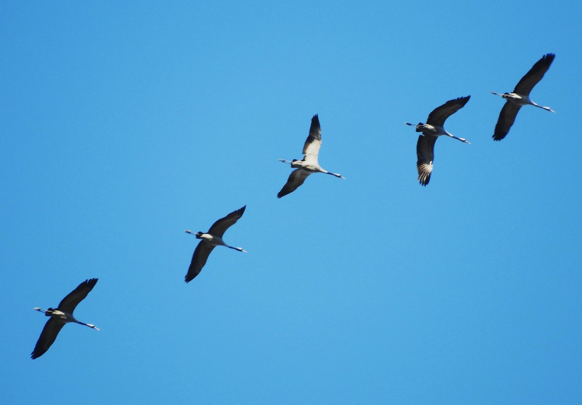 RCKKEHR DER KRANICHE AUS DEM  WINTERURLAUB  BER DEM SIEGERLAND
Genau ber dem Gelnde des TIERPARKS NIEDERFISCHBACH/SIEGERLAND,wo der Tierpark-Falkner
gerade seine  Flugshow  vorbereitete,zog ein groer Schwarm Kraniche in Richtung Osten,zu den
Brutgebieten an der Ostsee...am 16.2.2019