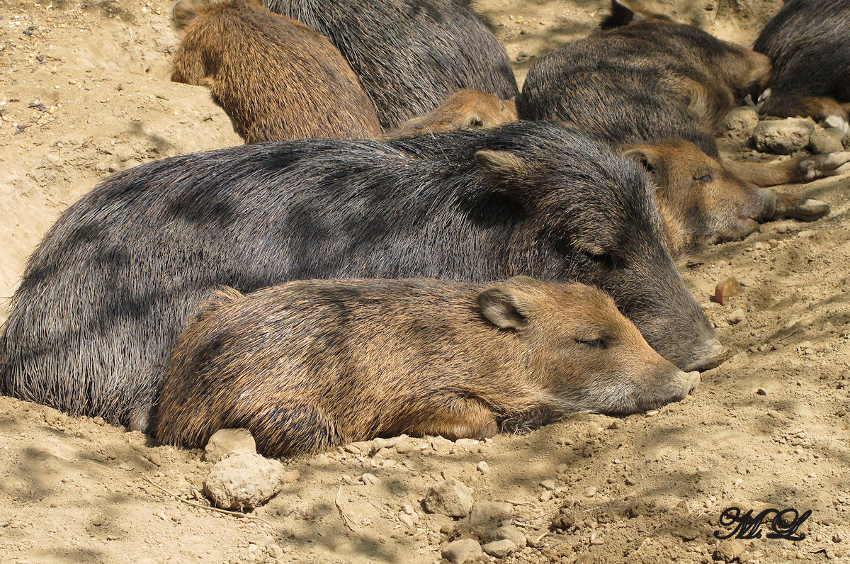 Ruhende Wildschweine im Brünner Zoo.