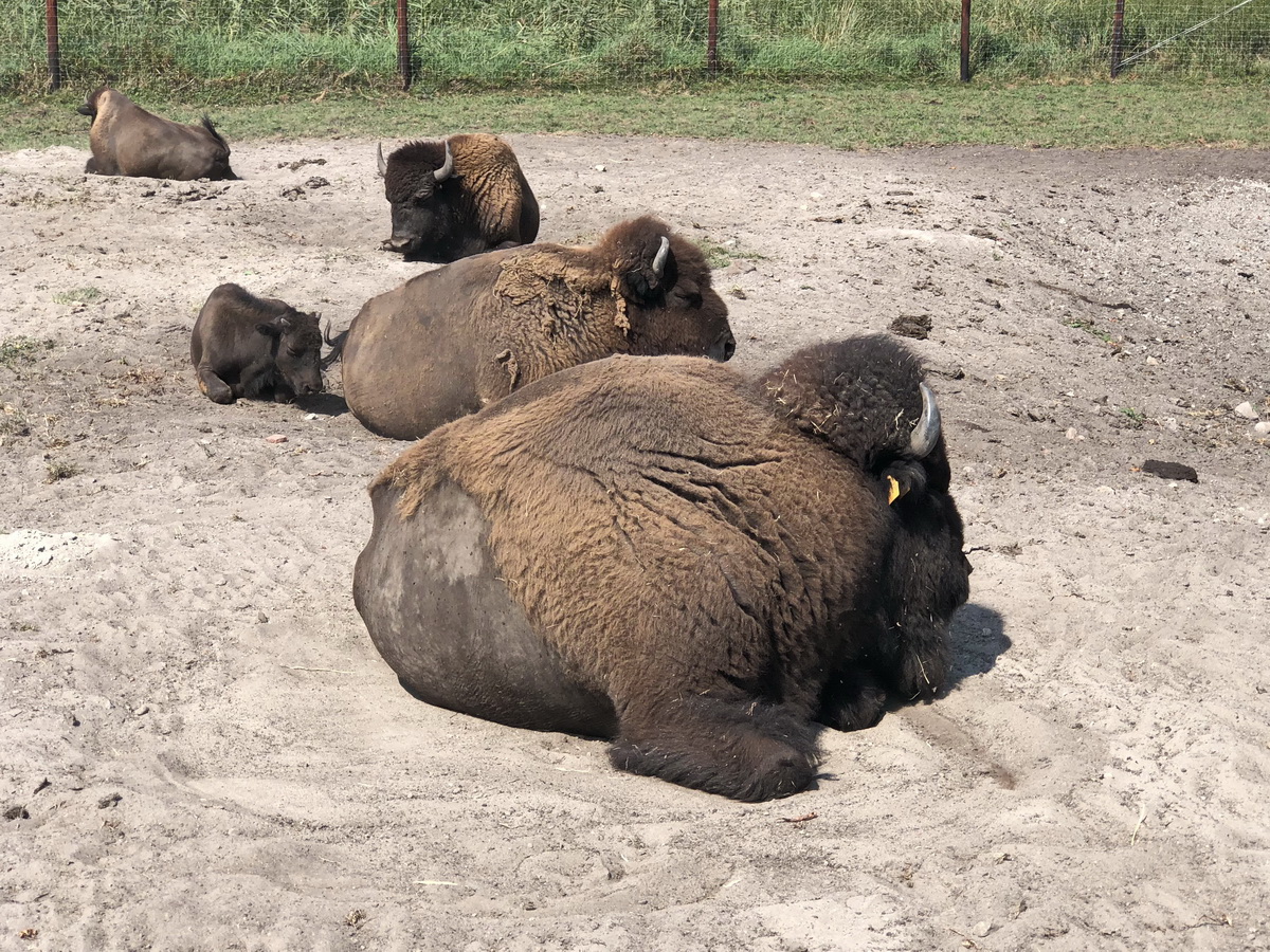 Ruhepause der Bison hier im Sand der Elch und Rentierfarm am 17. August 2018.