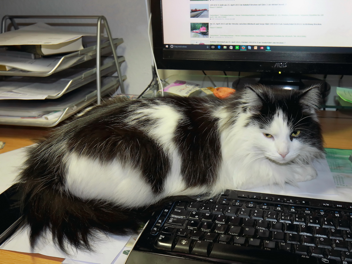 Ruhephase unserer zugelaufenen Maine-Coon-Mischlingskatze Katze Ginni am Rechner, erlebt am 07. Januar 2016 in Berlin Rudow.
