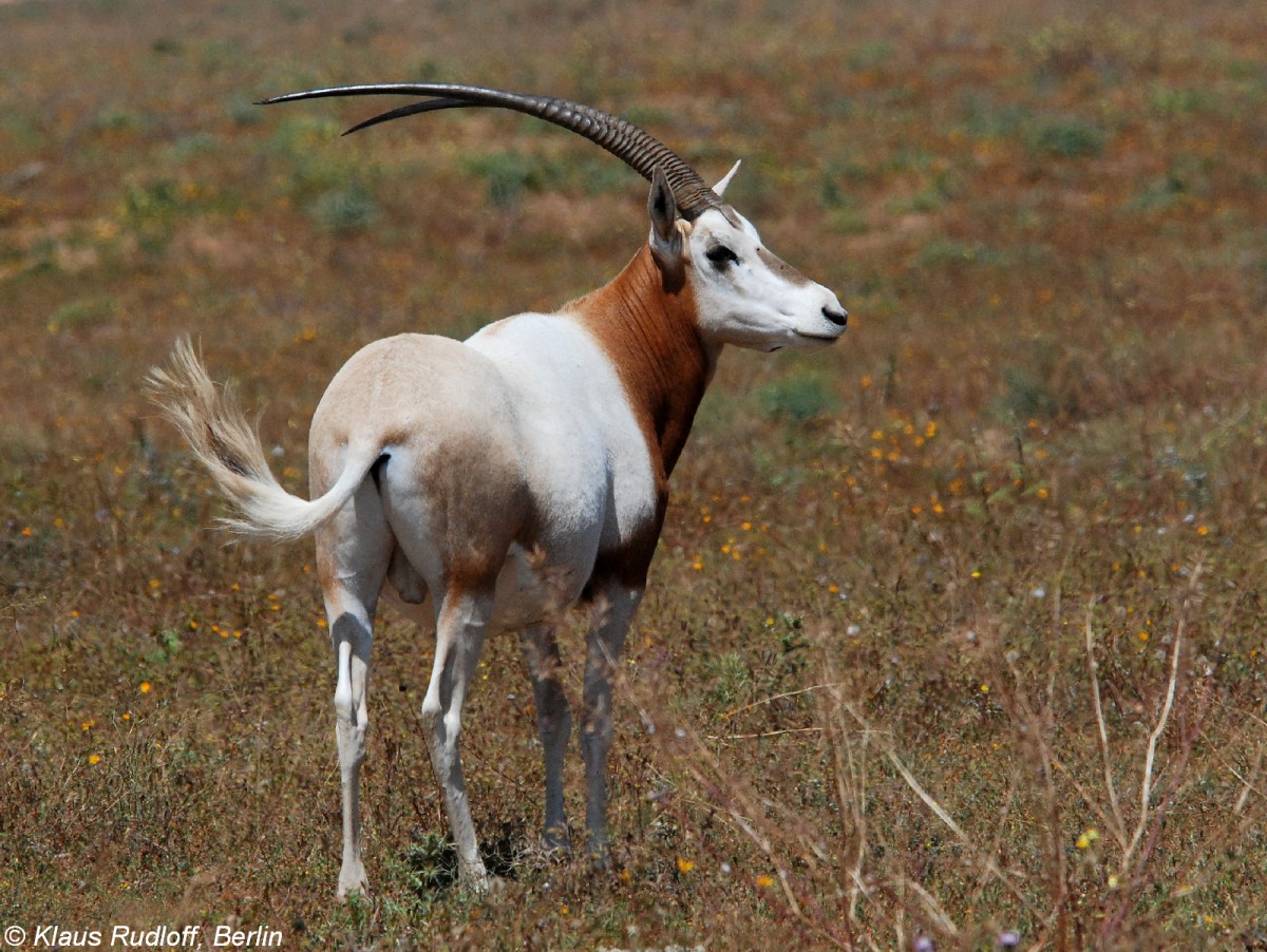 Sbelantilope (Oryx dammah) im Nationalpark Sous-Massa / Marokko (2009). 