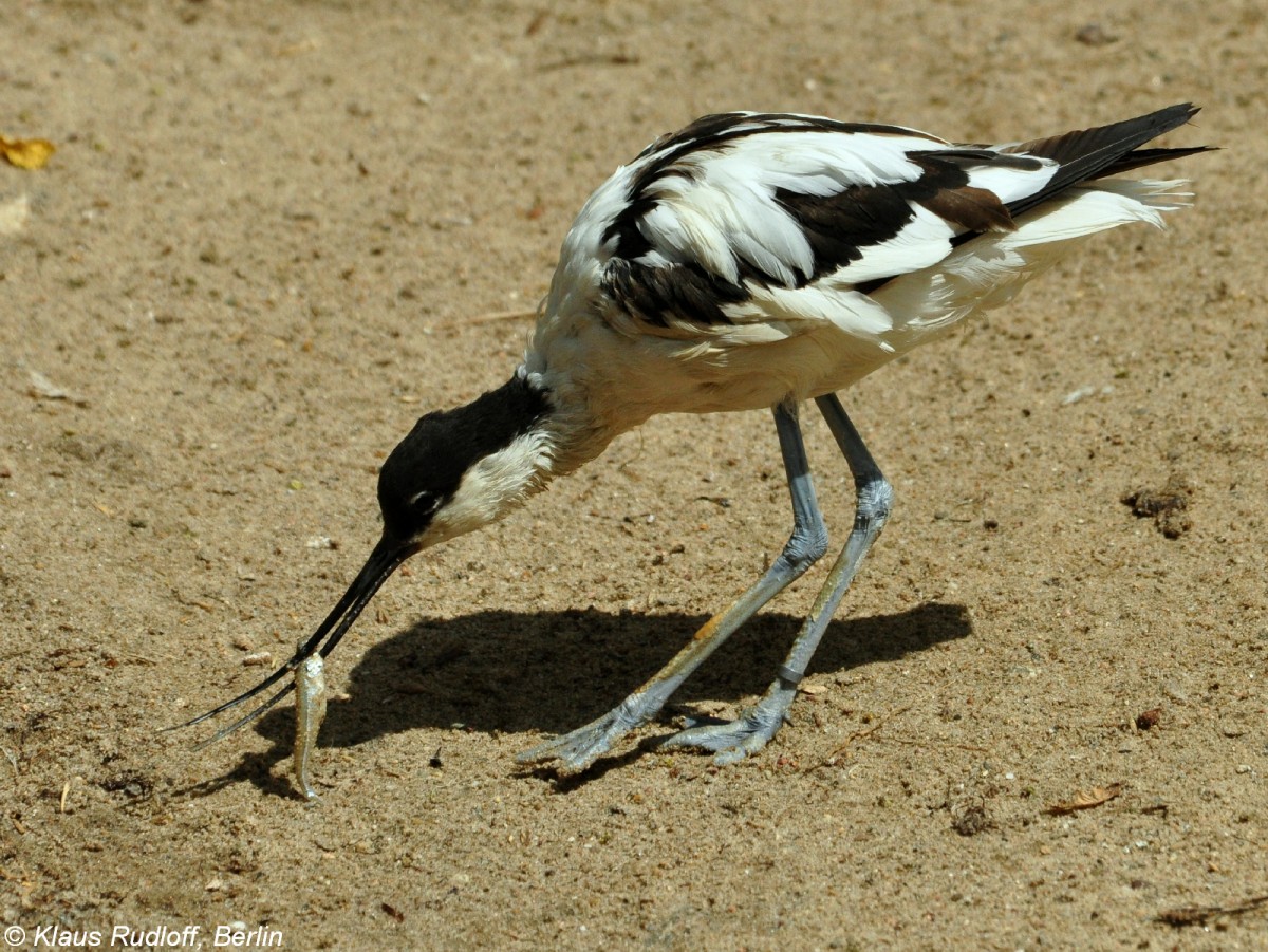 Sbelschnbler (Recurvirosta avosetta) mit Fischchen im Zoo Berlin (Juli 2015).