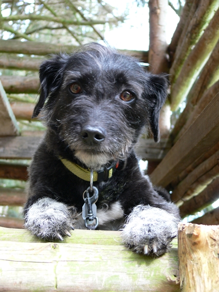 Smy ein Jack Russel- Dalmatiner- Pudelmischling auf einen Hochsitz am Waldrand, und schaut wo das Frauchen bleibt. 13.09.2011