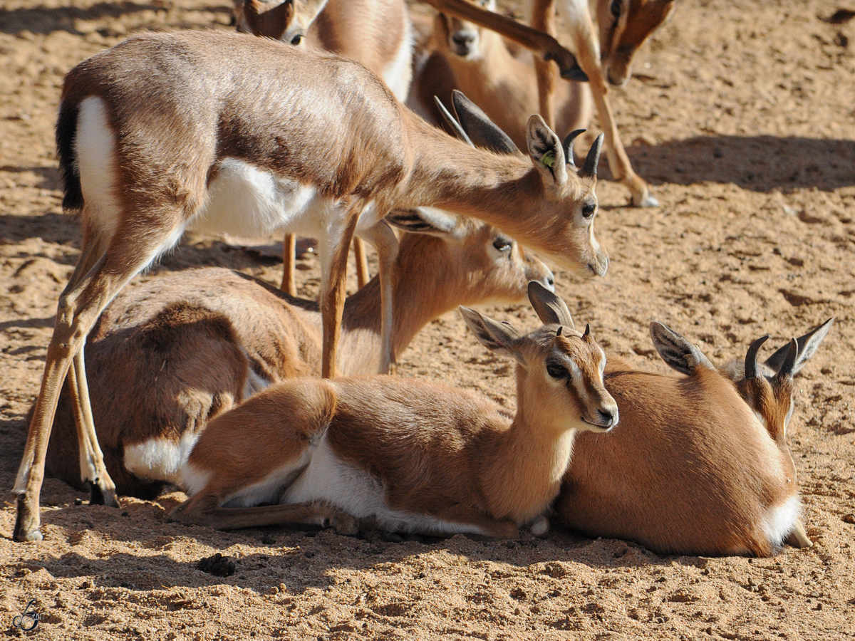 Sahara-Dorkasgazellen genieen die Wintersonne im Zoo Barcelona. (Dezember 2011)