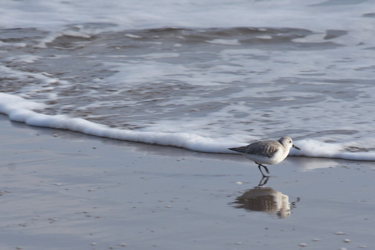 Sanderling an der Praia da Ponta da Areia (VILA REAL DE SANTO ANTNIO, Distrikt Faro/Portugal, 22.03.2022)