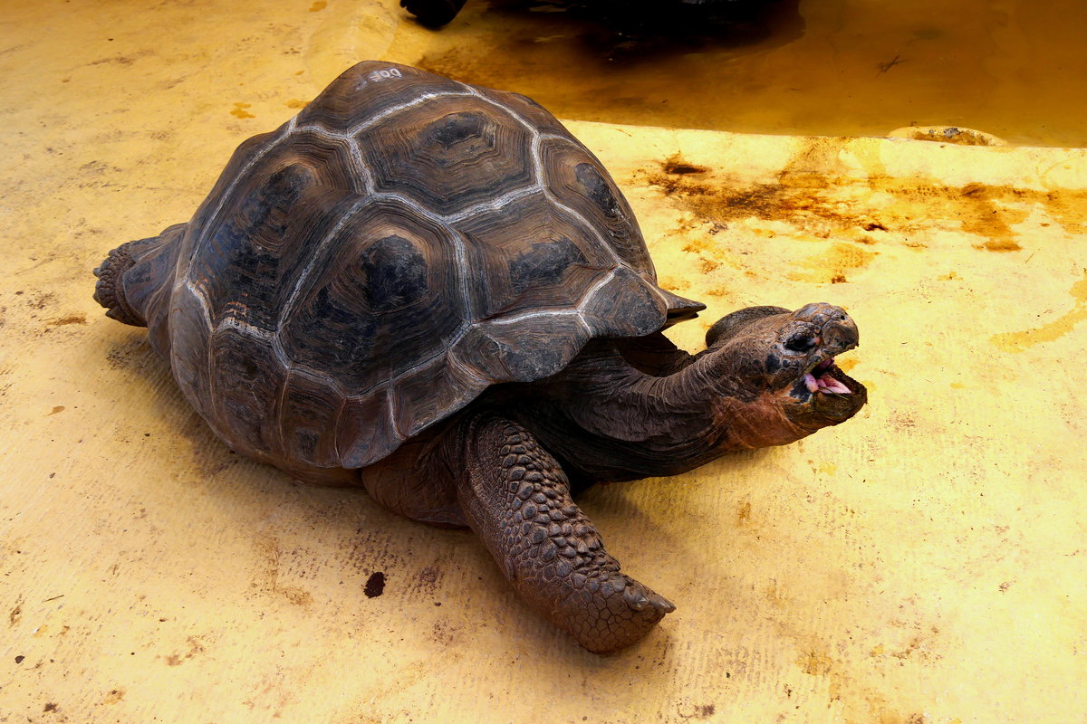 Santa-Cruz-Riesenschildkrte (Chelonoidis niger porteri) im Zoo Barcelona (Januar 2019). 