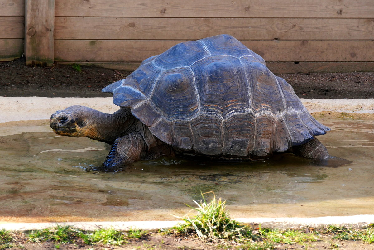 Santa-Cruz-Riesenschildkrte (Chelonoidis niger porteri) im Zoo Barcelona (Januar 2019). 