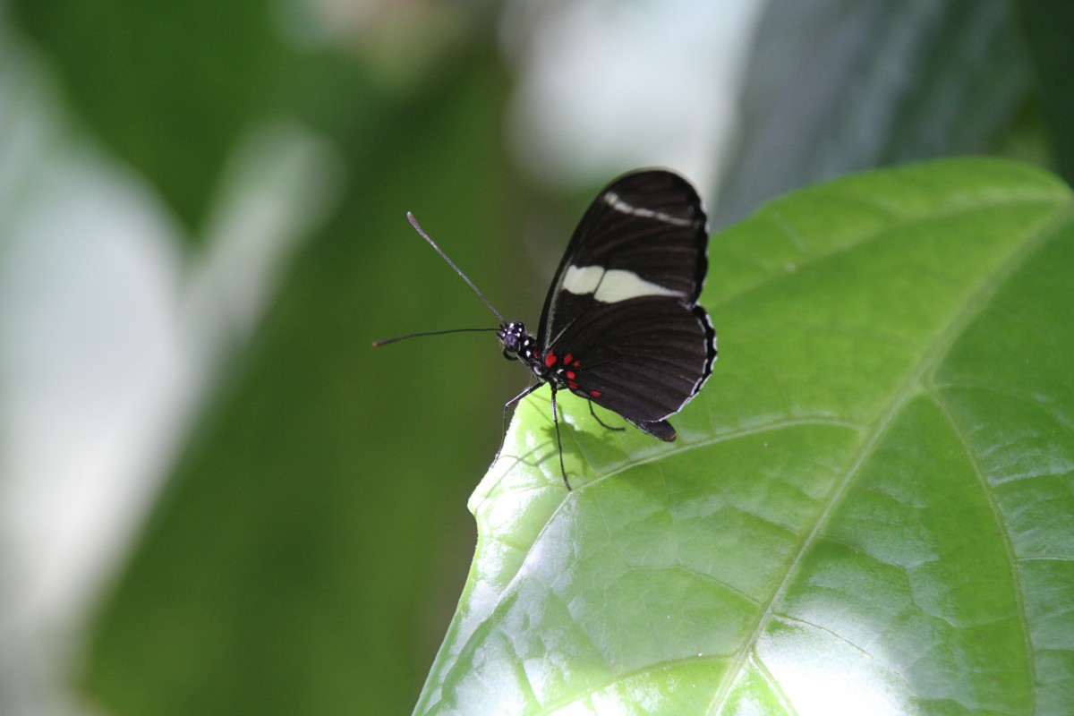 Sara Passionsfalter (Heliconius sara) am 12.7.2010 auf der Insel Mainau.