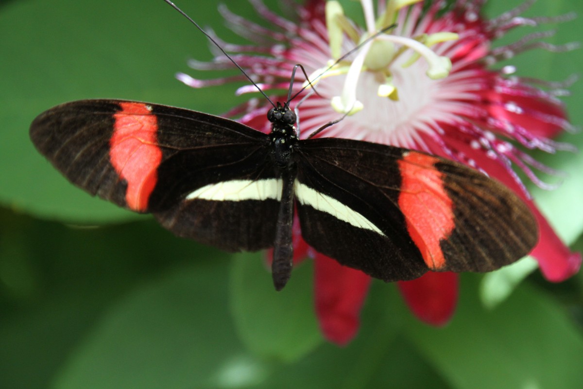 Sara Passionsfalter (Heliconius sara) am 12.7.2010 auf der Insel Mainau.