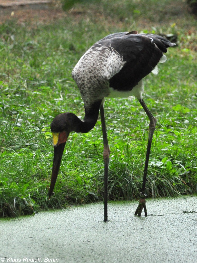 Sattelstorch (Ephippiorhynchus senegalensis). Einjhriger Jungvogel im Tierpark Cottbus (August 2015). 