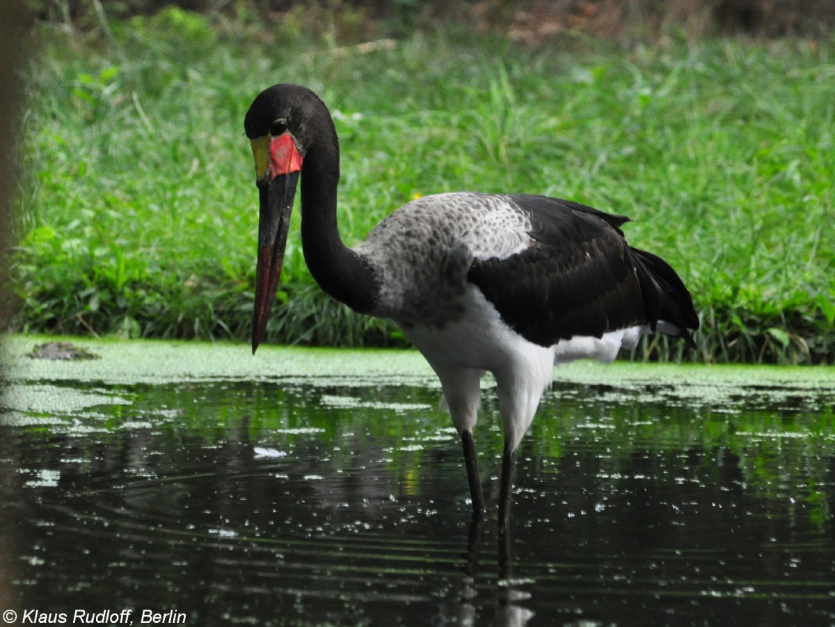 Sattelstorch (Ephippiorhynchus senegalensis). Einjhriger Jungvogel im Tierpark Cottbus (August 2015). 