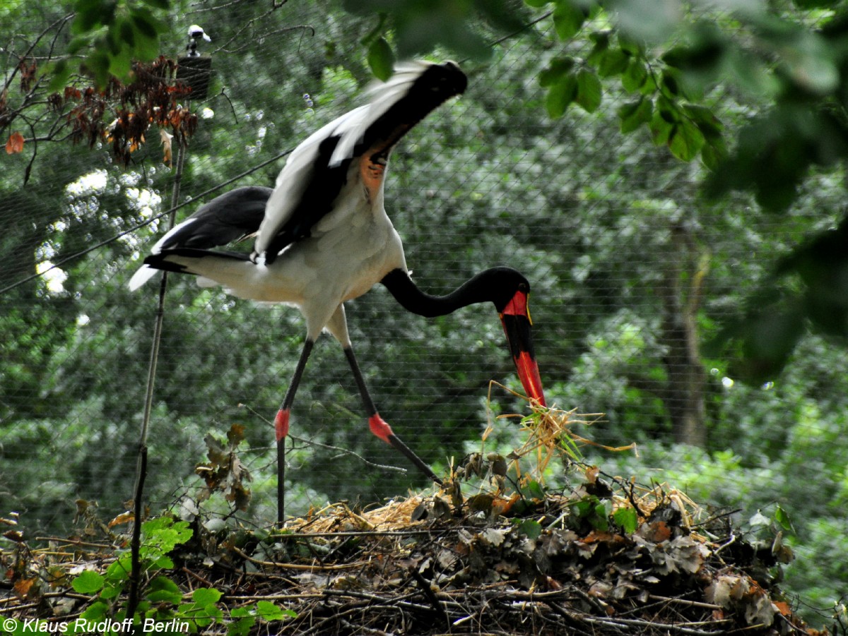 Sattelstorch (Ephippiorhynchus senegalensis). Eltern mit Jungstrchen im Nest im Tierpark Cottbus (August 2015). 