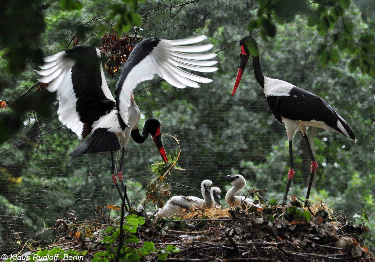 Sattelstorch (Ephippiorhynchus senegalensis). Eltern mit Jungstrchen im Nest im Tierpark Cottbus (August 2015). 