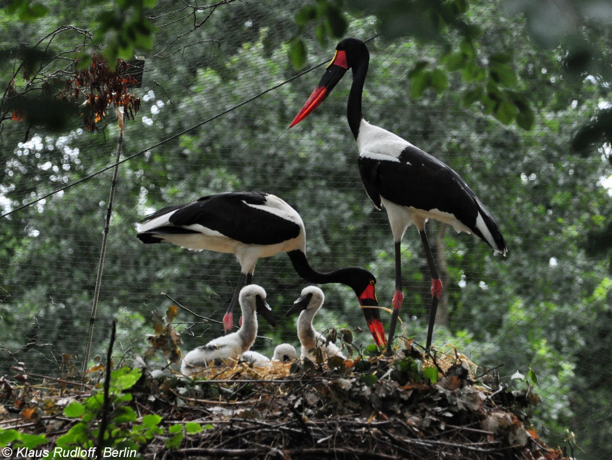 Sattelstorch (Ephippiorhynchus senegalensis). Eltern mit Jungstrchen im Nest im Tierpark Cottbus (August 2015). 