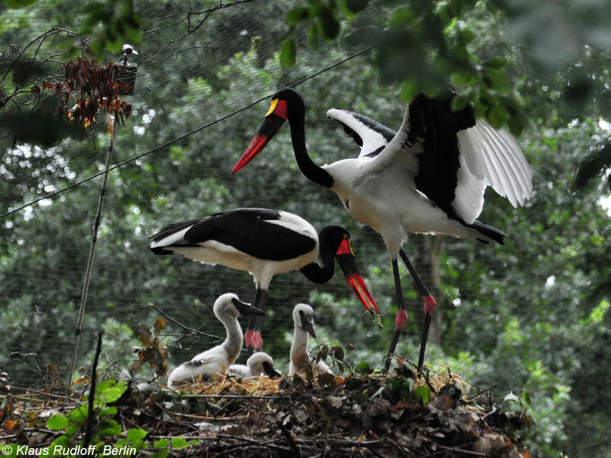 Sattelstorch (Ephippiorhynchus senegalensis). Eltern mit Jungstrchen im Nest im Tierpark Cottbus (August 2015). 