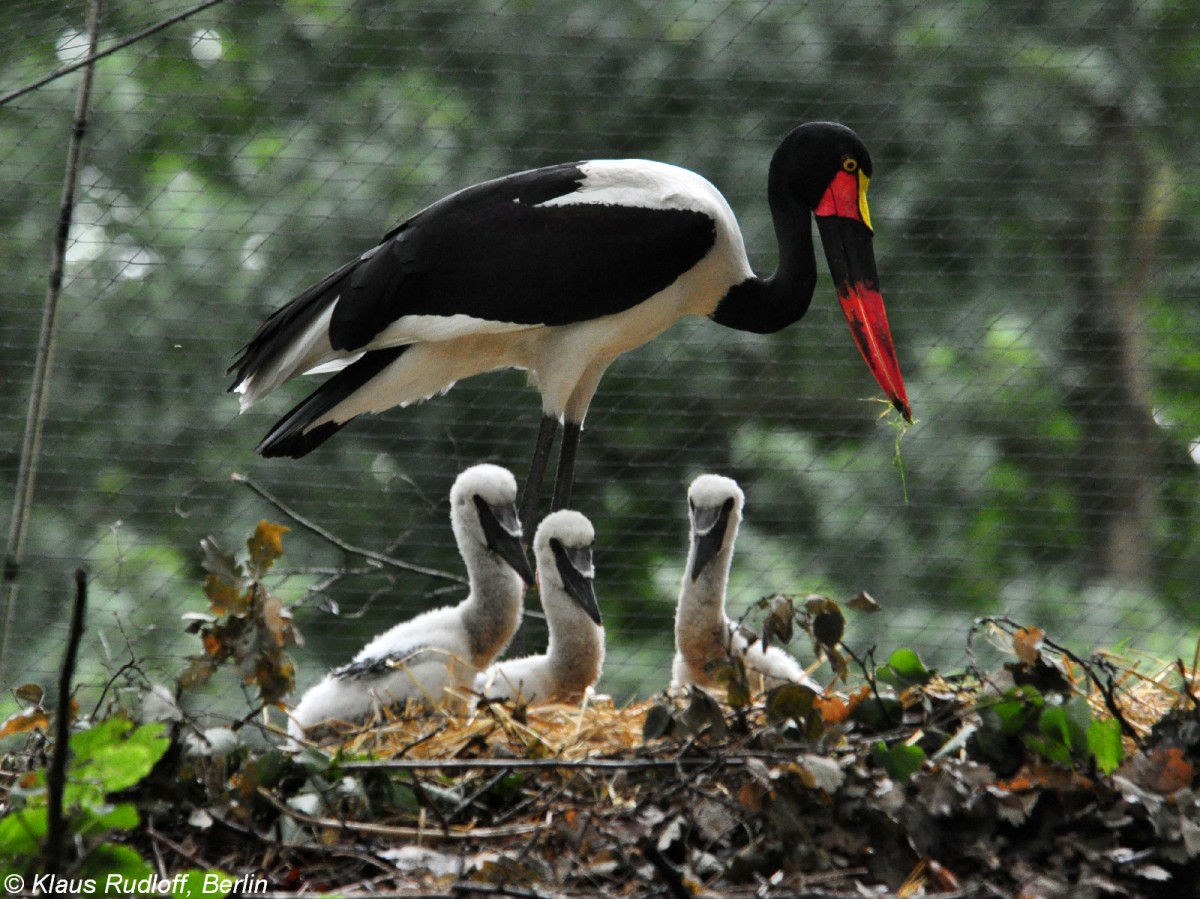 Sattelstorch (Ephippiorhynchus senegalensis). Eltern mit Jungstrchen im Nest im Tierpark Cottbus (August 2015). 