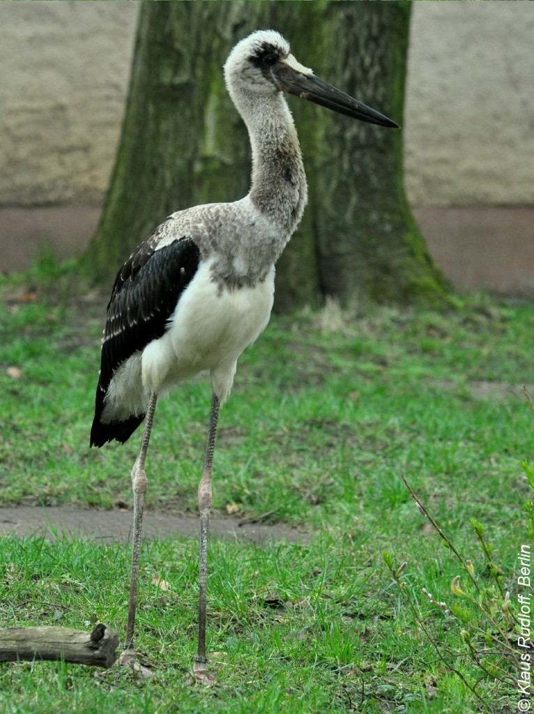 Sattelstorch (Ephippiorhynchus senegalensis). Jungvogel im Tierpark Cottbus (April 2015).