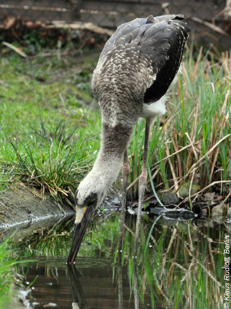 Sattelstorch (Ephippiorhynchus senegalensis). Jungvogel im Tierpark Cottbus (April 2015).