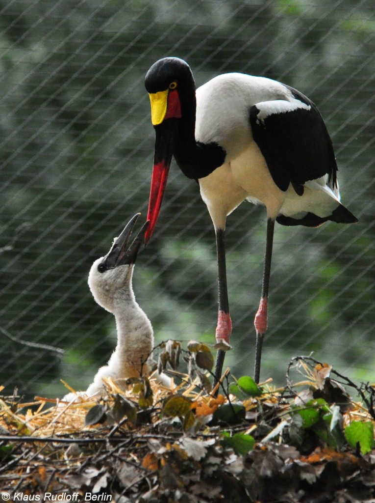 Sattelstorch (Ephippiorhynchus senegalensis). Weibchen mit Jungstrch im Nest im Tierpark Cottbus (August 2015). 