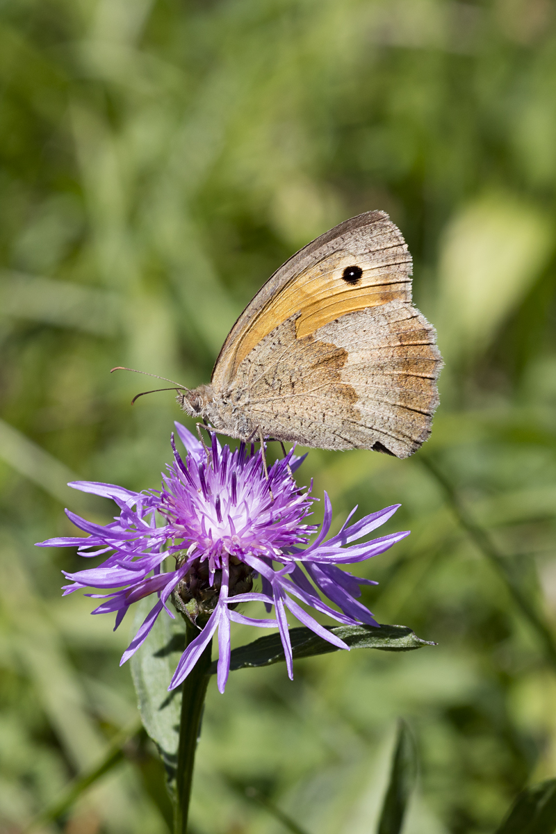 Satyridae, Groes Ochsenauge, 07.08.2016, Weisweil 



