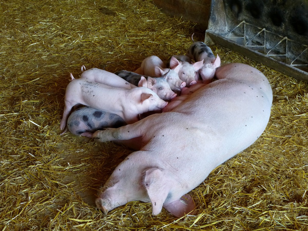  Saufgelage  bei Familie Schwein, Aug.2013
