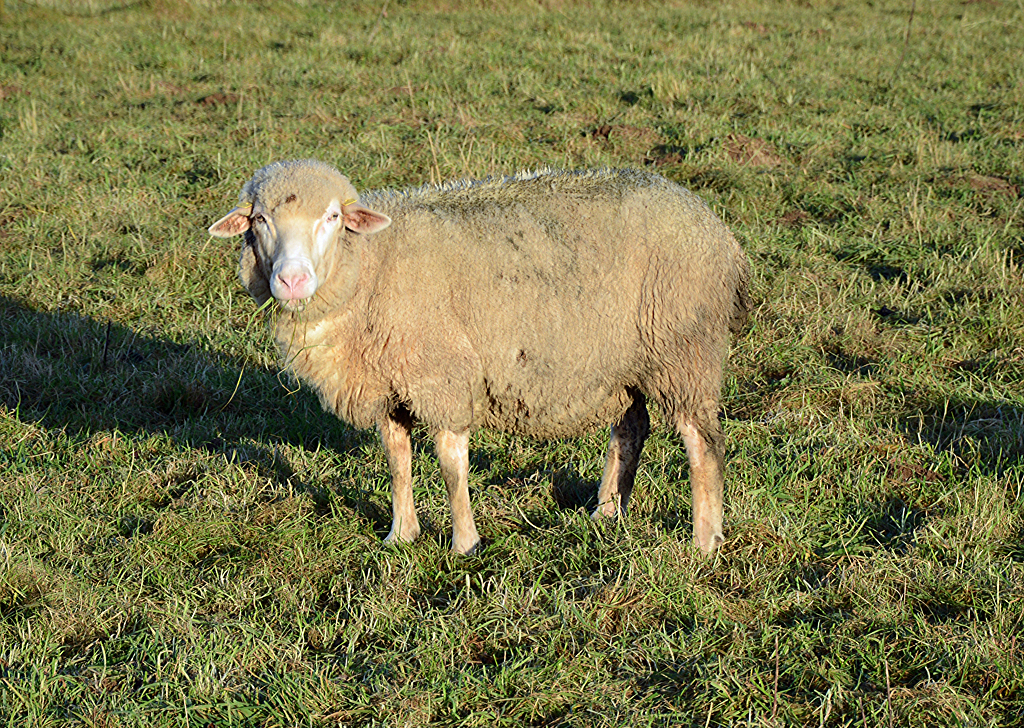 Schaf auf einer Weide an der Steinbachtalsperre - 25.11.2014