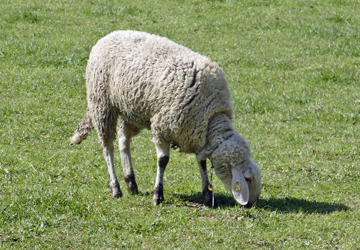 Schaf auf einer Weide bei Euskirchen - 07.04.2019