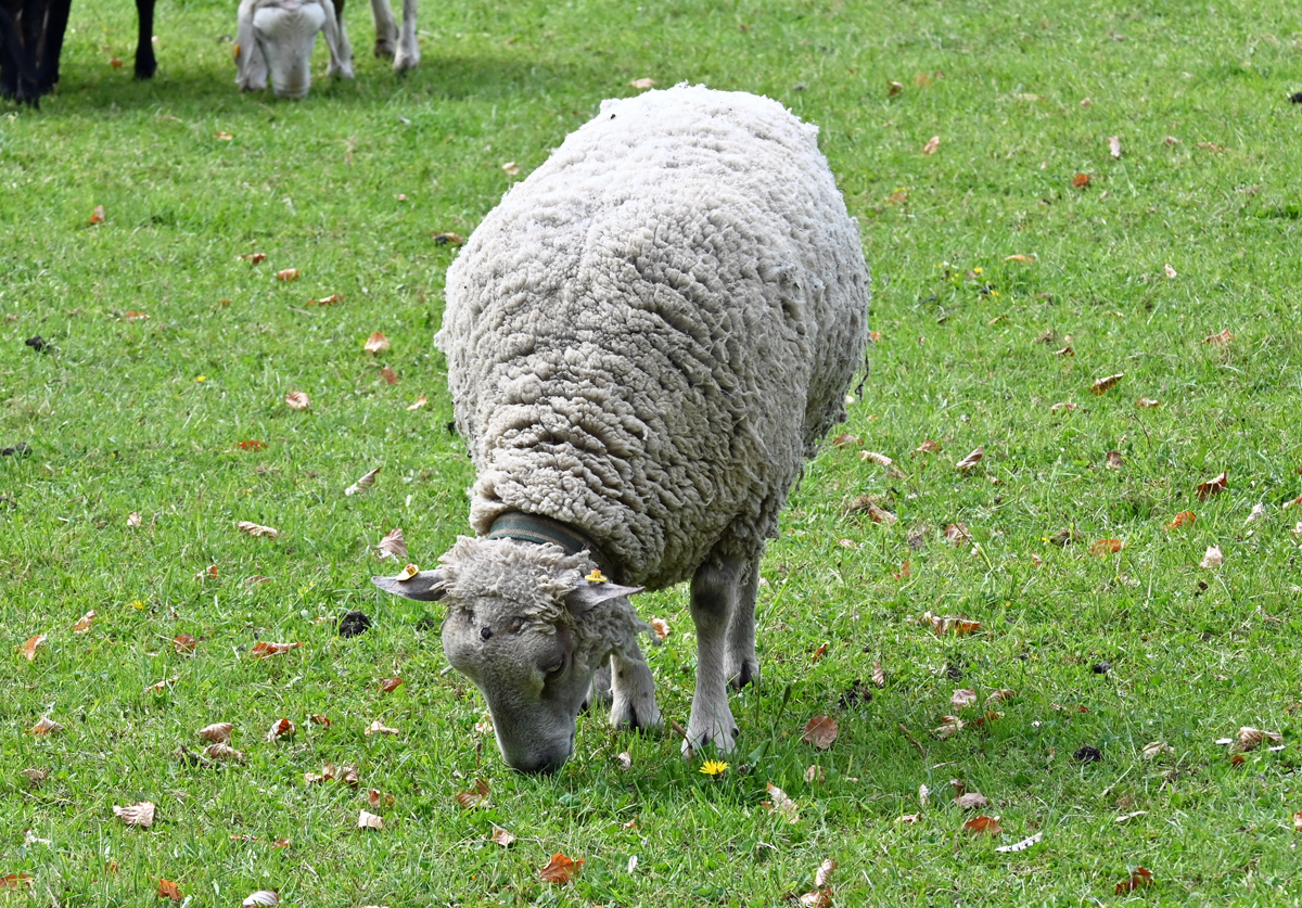 Schaf auf einer Weide bei Euskirchen - 23.04.2022