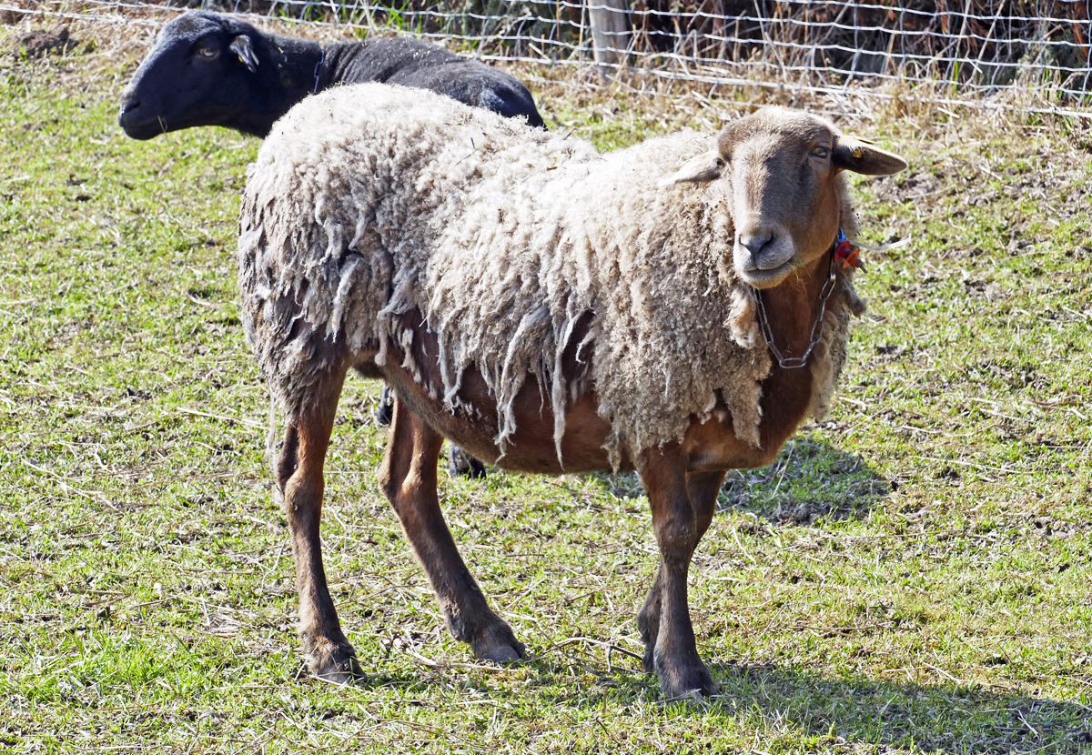 Schaf beim Winterfellwechsel auf einer Weide bei Euskirchen - 25.03.2018