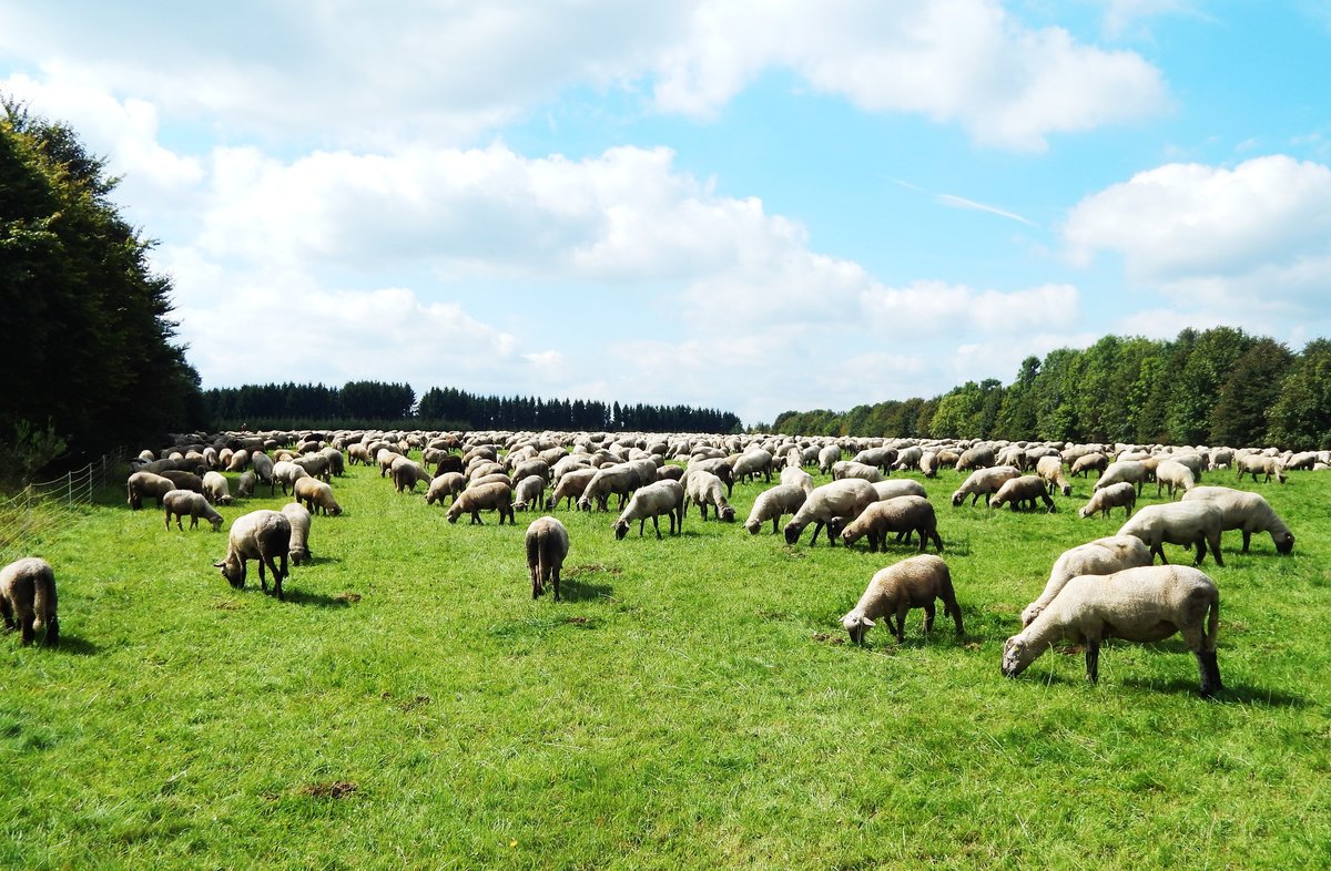 SCHAFHERDE IM WESTERWALD

Immer wieder trifft man im Hohen Westerwald,wie hier am 27.8.2014 bei
HACHENBURG,sehr groe Schafherden von bis zu 700/800 Tieren,
die auf den ausgedehnten Wiesenflchen ausreichend Nahrung finden...