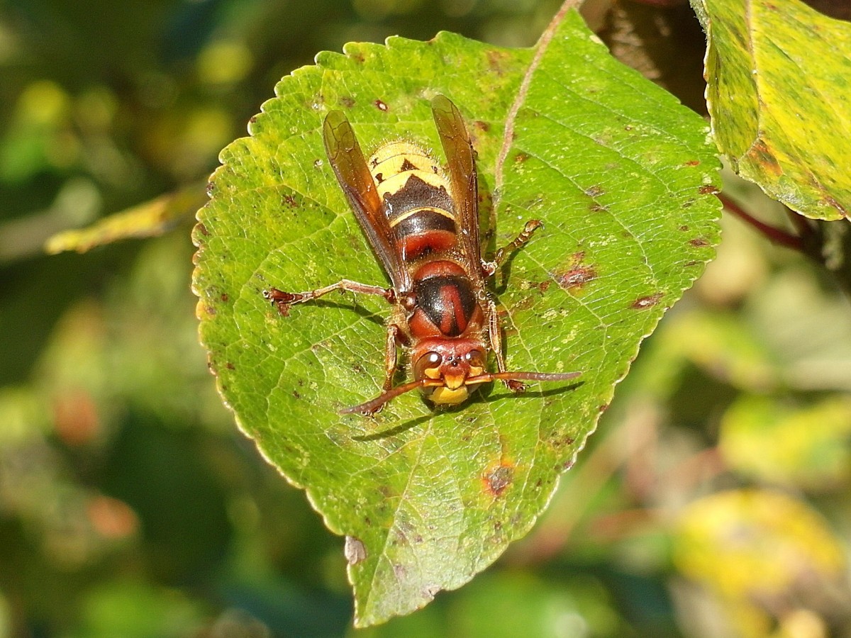  Schau mich nicht so bse an, ich will dich doch nur fotografieren  - eine Hornisse  (Vespa crabro) sonnt sich im Sptherbst auf einem Apfelbaumblatt; 26.10.2015
