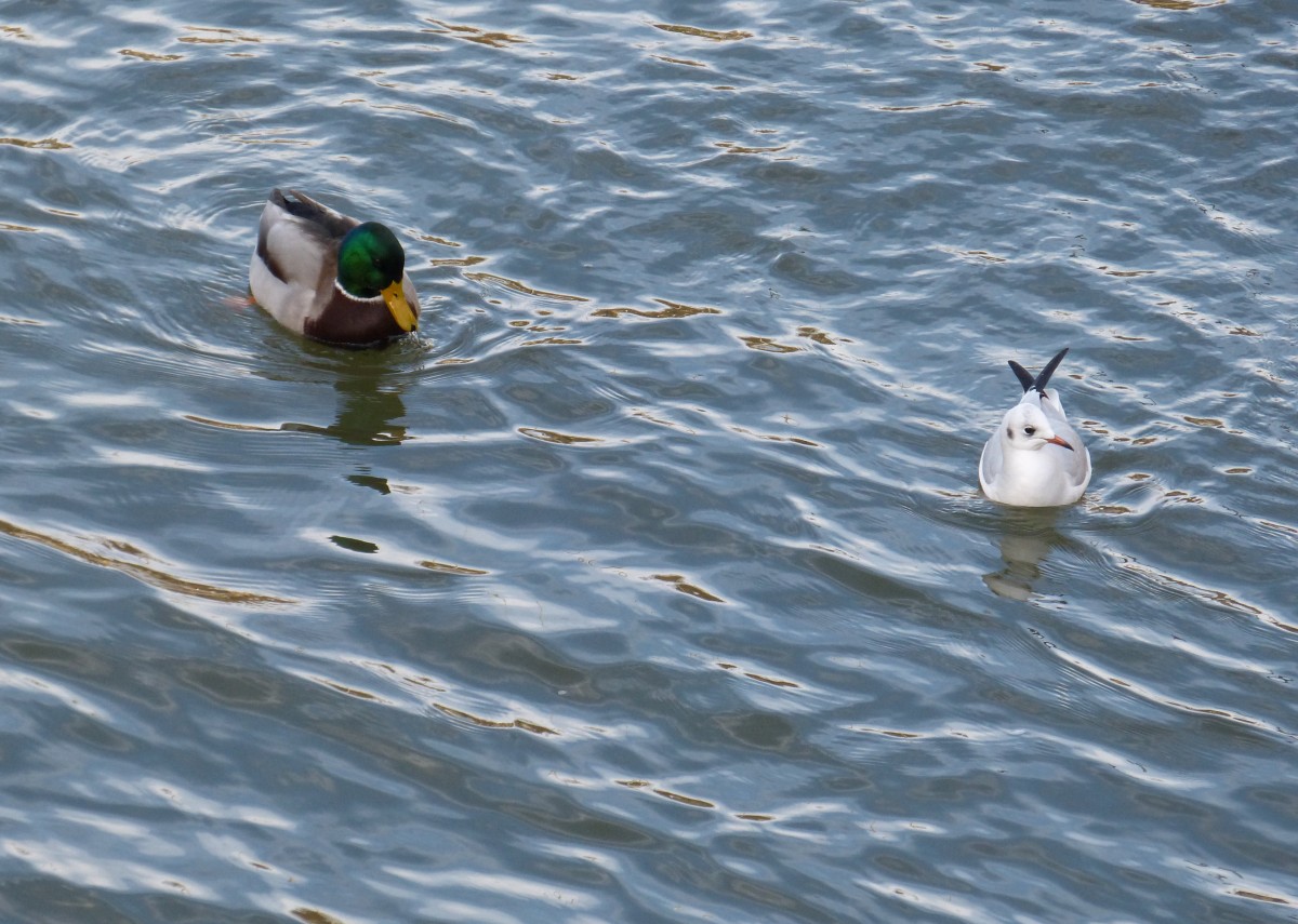  Schau mir in die Augen Kleines.  denkt die mnnliche Stockente.  Puh  denkt sich die Mwe. Gesehen in Bamberg, Kleinvenedig 18.01.2014