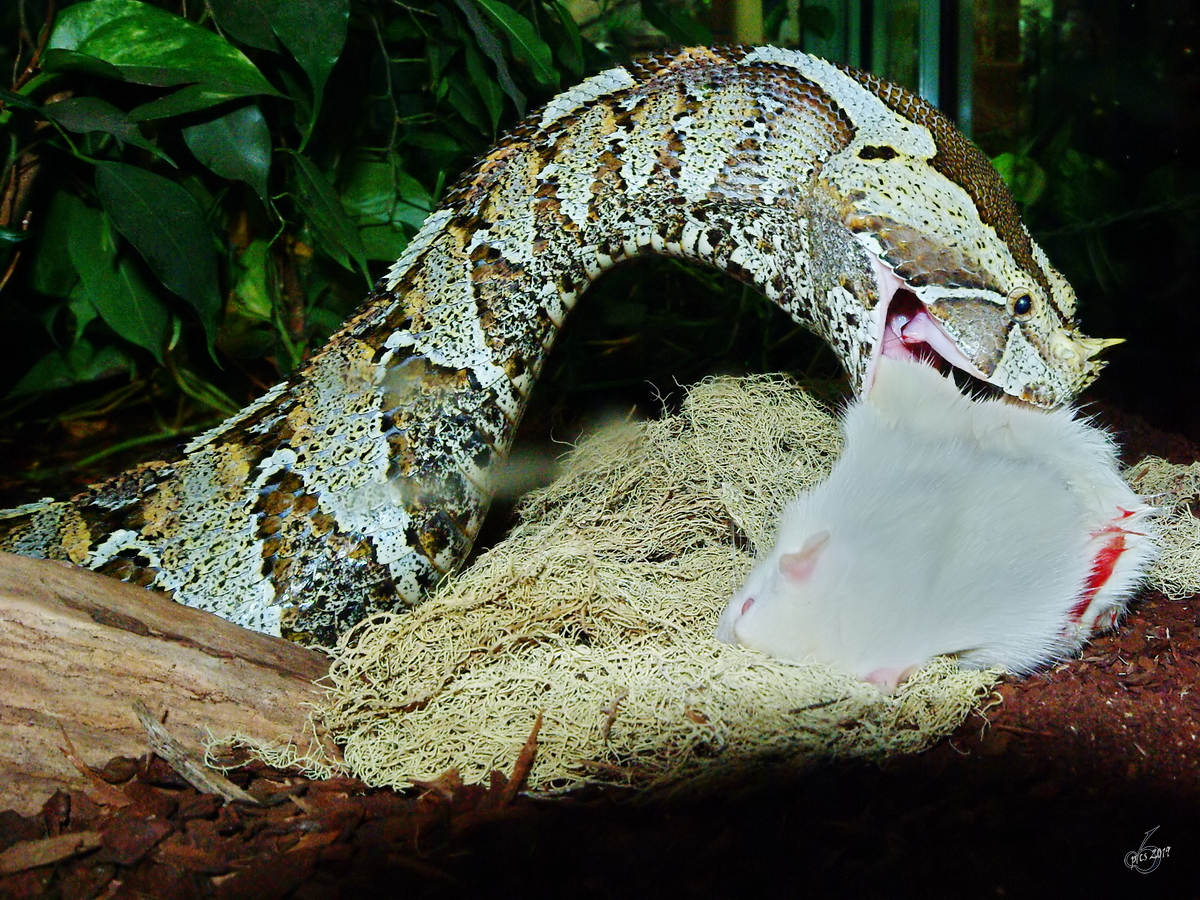 Schauriges Schicksal einer weien Maus. Die Nashornviper schnappt sich das betubte Nagetier, nachdem ein Artgenosse bereits verspeist wurde. (Terrazoo Rheinberg, August 2007)