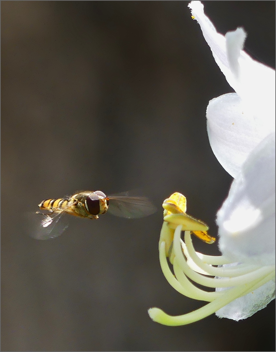 Schewebfliege beim Anflug auf eine Hostablte. 29.06.2020 (Jeanny)