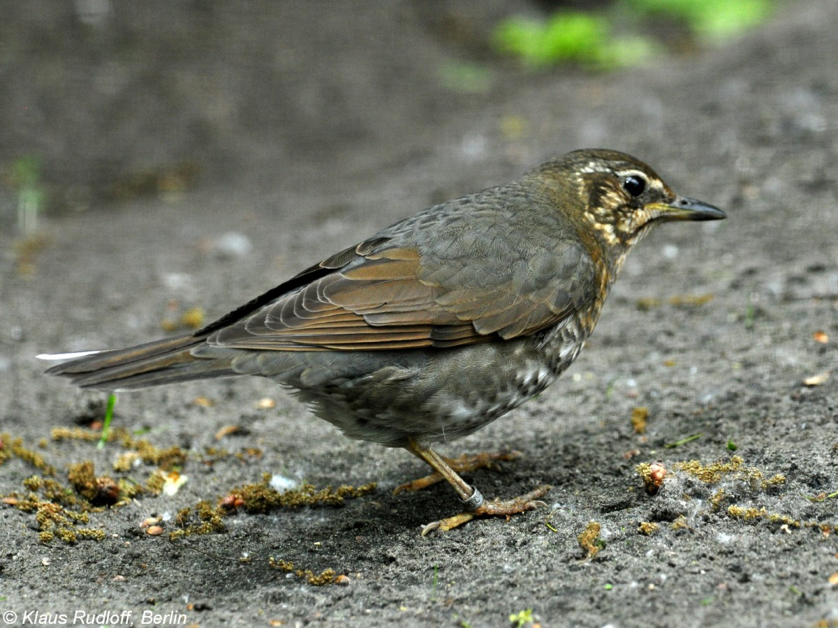 Schieferdrossel oder Sibirische Drossel (Zoothera sibirica). Weibchen im Tierpark Berlin