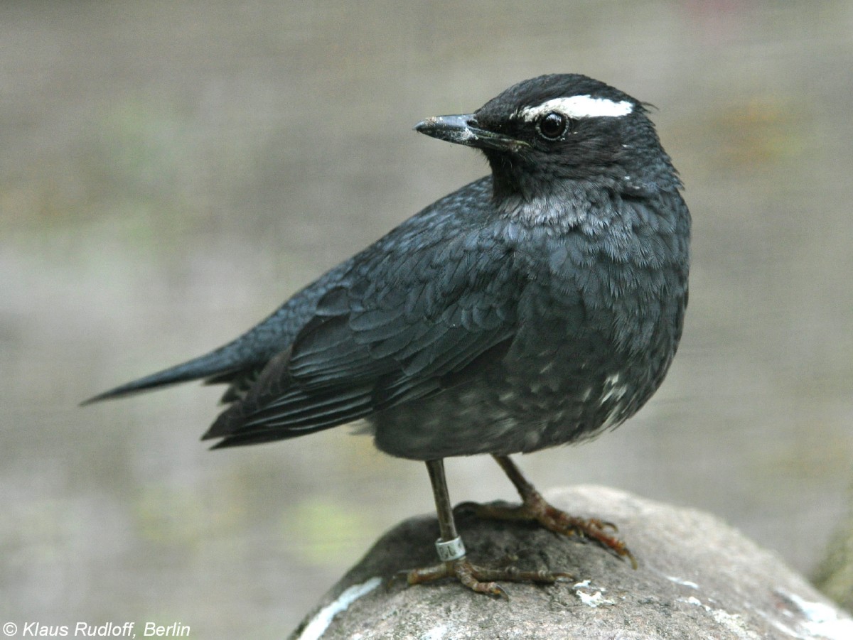 Schieferdrossel oder Sibirische Drossel (Zoothera sibirica). Mnnchen im Tierpark Berlin