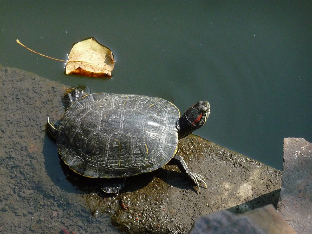 Schildkrte beim Sonnenbaden in Suzhou, Jiangsu, 11.10.2015