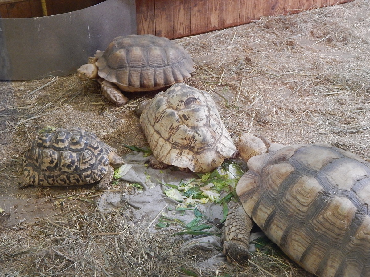 Schildkröten in Sankt Peter-Ording am 19.10.2014