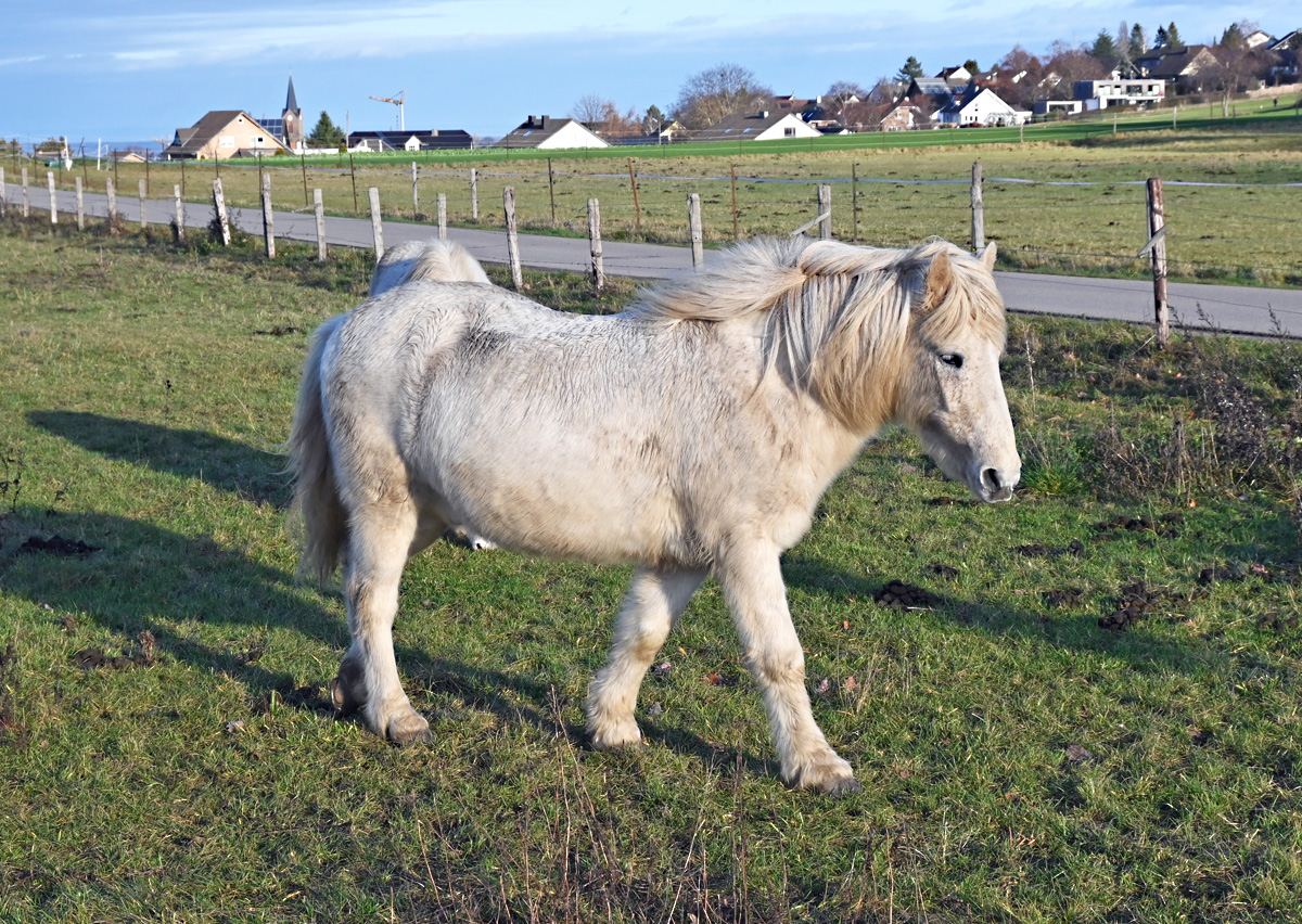 Schimmel auf einer Koppel in Eu-Kirchheim - 26.12.2020