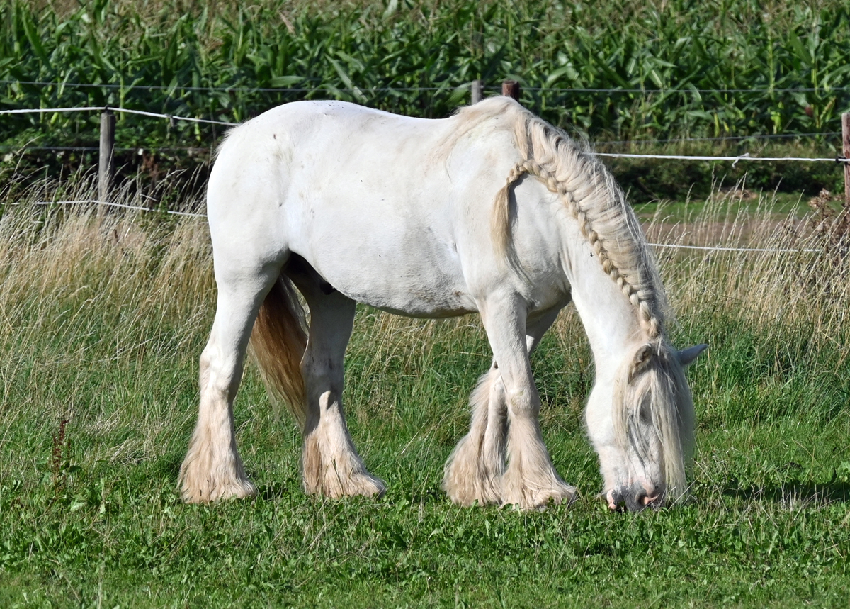 Schimmel mit Flechtzopf und  Naturgamaschen  auf einer Weide in Eu-Stotzheim - 15.09.2020
