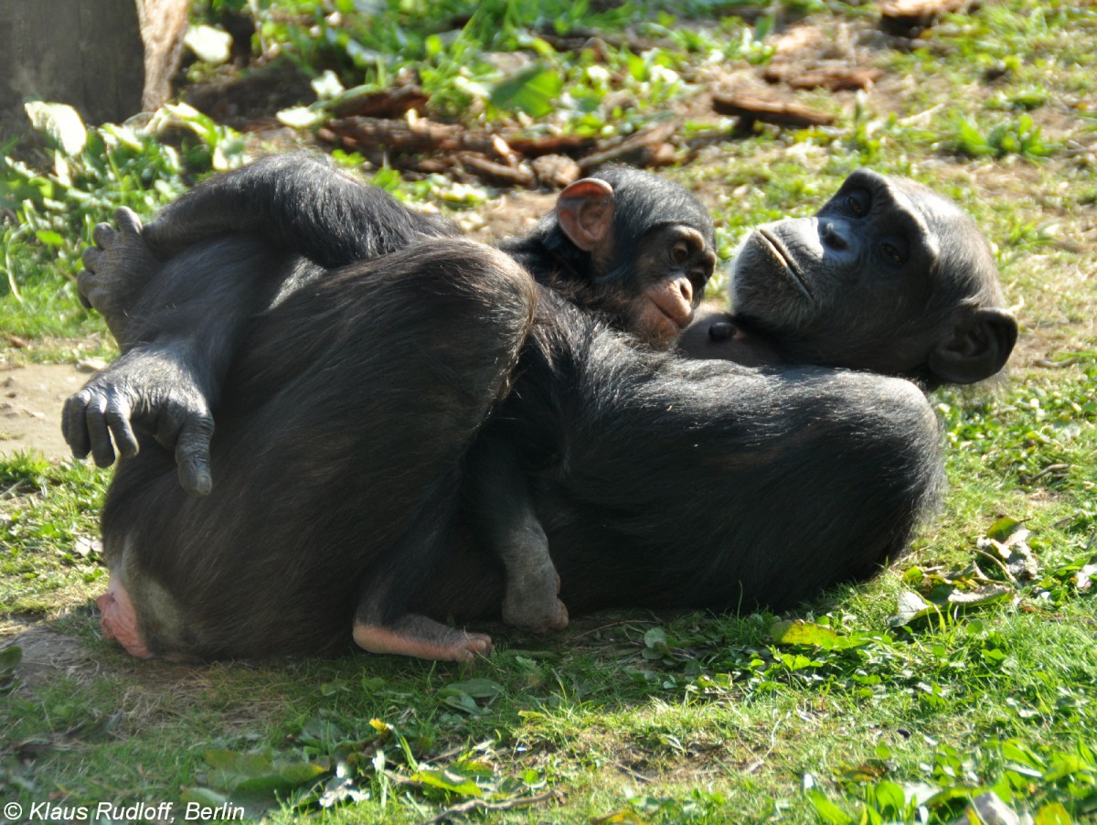 Schimpanse (Pan troglodytes). Weibchen mit Jungtier im Zoo Osnabrck (2012).