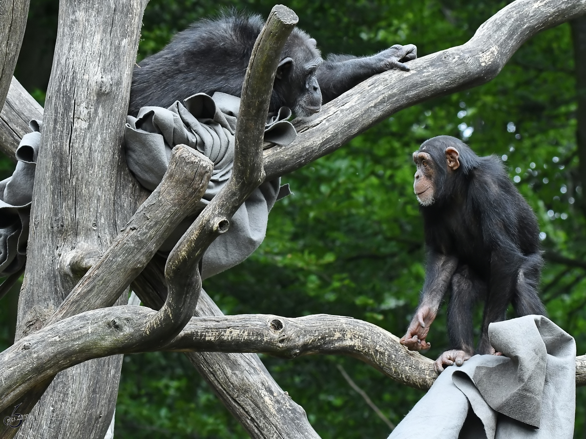 Schimpansen Anfang Juni 2018 im Zoo Aalborg.