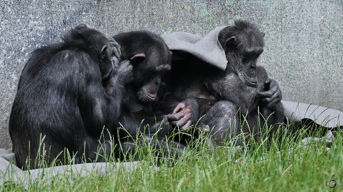 Schimpansen Anfang Juni 2018 im Zoo Aalborg.