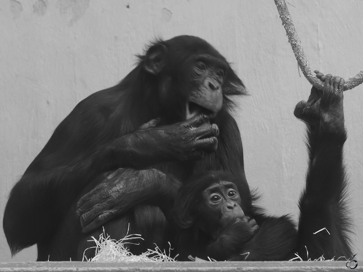 Schimpansen im Zoo Wuppertal. (Januar 2009)
