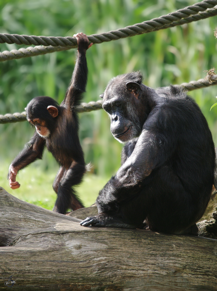 Schimpansen im Zoom Gelsenkirchen.