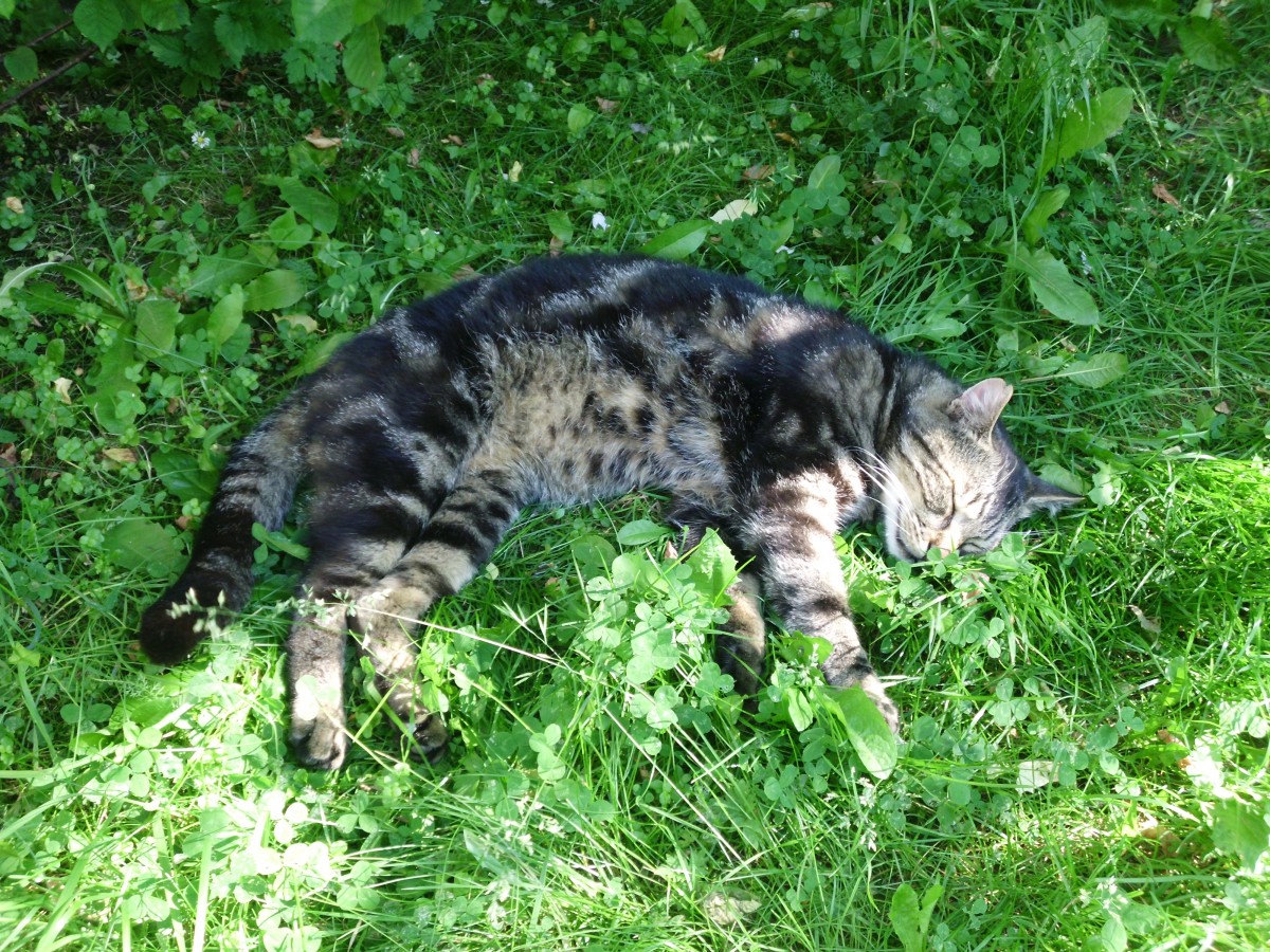 Schlafende Katze am 20.06.2013